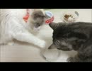 水を飲むのに悪戦苦闘の猫