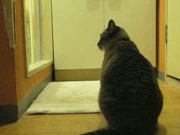 これはカワイイ！　ジャンくんがパパのお風呂をのぞく