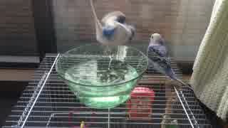 セキセイインコの水浴び ぴー&りゅう生後2ヶ月