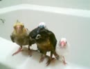 我が家の鳥一斉にシャワーします.mp4