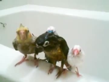 我が家の鳥一斉にシャワーします.mp4