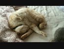 変なポーズで寝る猫