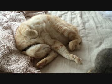 変なポーズで寝る猫