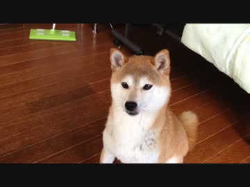 シバイヌとタマ