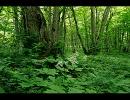 【keiman】Amenesia【志方あきこ】歌ってみた