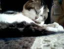 猫andフェレット