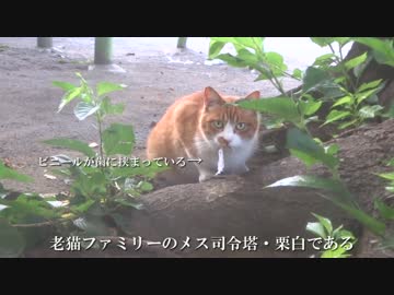【公園猫戦争】負け猫たち、暴虐の野良猫に対して遂に一矢を報いる