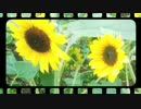 【誕生日にオリジナル動画で】rain stops, good-bye歌ってみた【しなん】