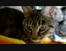 残念ながら、猫には大気圏を突破できる能力はないのだ。