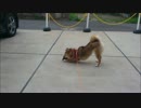 柴犬　はな　松ぼっくり