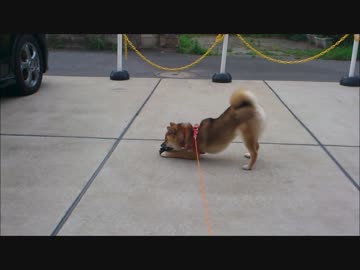 柴犬　はな　松ぼっくり