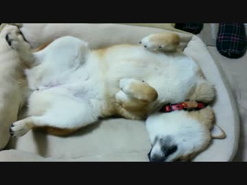 柴犬　はな　爆睡