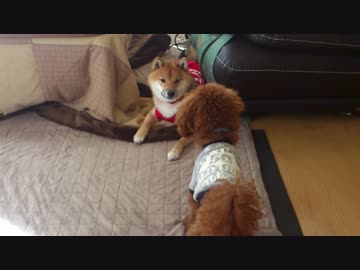 柴犬　はな　姉が飼ってるワンちゃんと…。