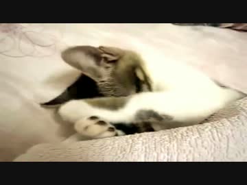 寝ている猫に髪の毛でイタズラしてみた