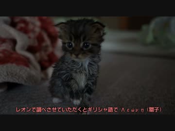 【#232】 レオン　【猫万歳】