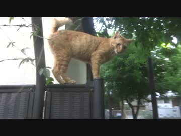 【謎定期】公園イチのヘタレ猫、最恐の天敵を前にマジ涙目