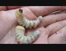 かみきりむしようちう