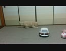 #8 ゴールデンレトリバー子犬のクール ボール遊び