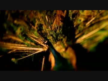 Kula Shaker - Govinda