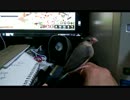 文鳥のみちると一部の先住鳥