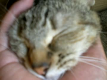 拾いねこ＠生後705/672日　生首みたいだ・・ｗ