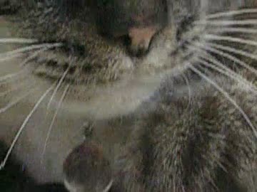 ナデナデで匍匐前進するジャンくん