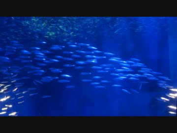 【まだ鰯】イワシショーに完全勝利した５万尾のイワシ.UC