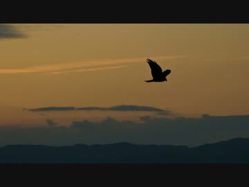 【オリジナル】Ravens【インスト曲】