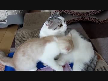 子猫大きくなりました