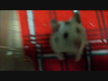 ハムスター