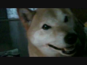 柴犬ジロー　囲炉裏パン