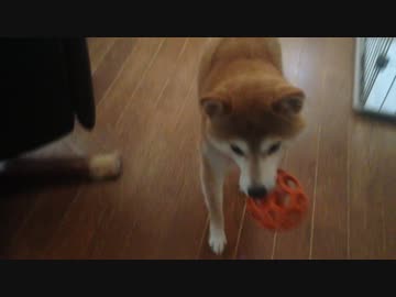 シバイヌと『究極の主従関係』を試してみた