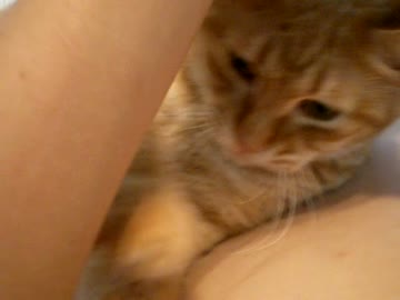 拾いねこ＠生後706/673日　自転車でこけて負傷しました(´･ω･`)