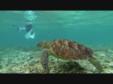 波照間島のアオウミガメちゃん