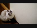時定くんのカカカ（クラッキング）をあつめた動画