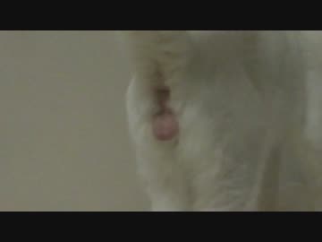 【ω】保護した子猫のω、毛が生えていない