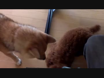 柴犬　はな　姉が飼ってるハッピー君と…。