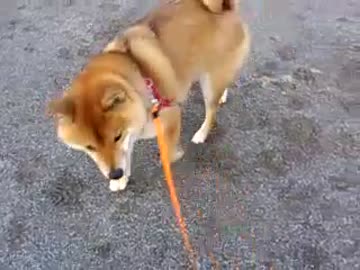 柴犬　はな　小さな松ぼっくり