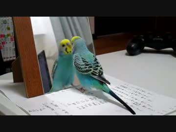 テンションが爆発したセキセイインコさん