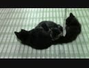 【生後53日】きょうの仔猫【蒼民家の猫々】