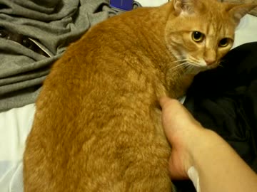 拾いねこ＠生後707/674日　見返りアコにょん