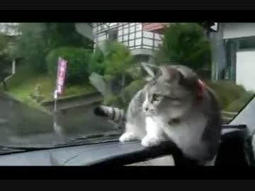 ねこわいぱー
