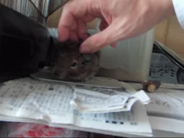 我が家のデグーをなでなでする
