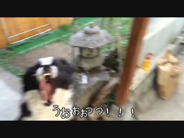 うちの犬に水かけた結果ｗｗｗ