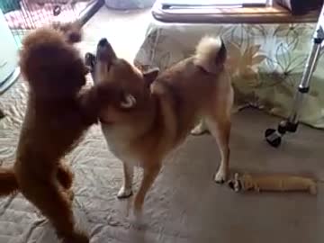柴犬　はなとハッピー君