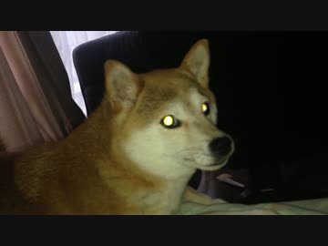 シバイヌ 就寝前