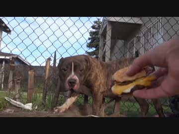 (∪´・ω・)→（∪＾ω＾）捨て犬保護シリーズ　19