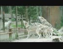 Howling Wolves