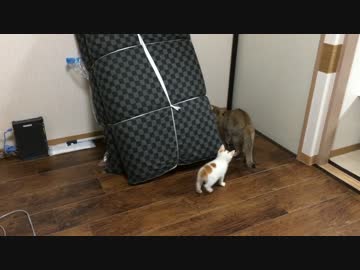 新入り子猫と鬼ごっこして背後を取られる先住猫