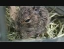 デグー　ひたすら牧草食べるだけ